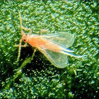 thumbnail for publication: Pink Hibiscus Mealybug, Maconellicoccus hirsutu (Green)